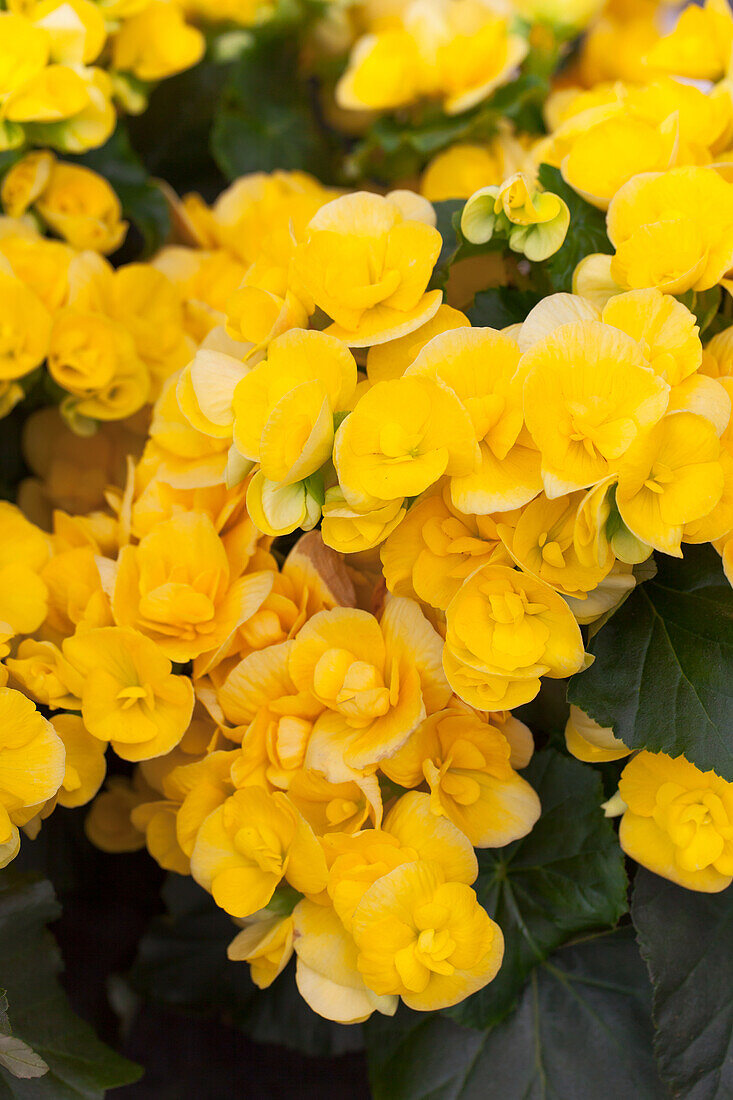 Begonia elatior 'Rebecca'