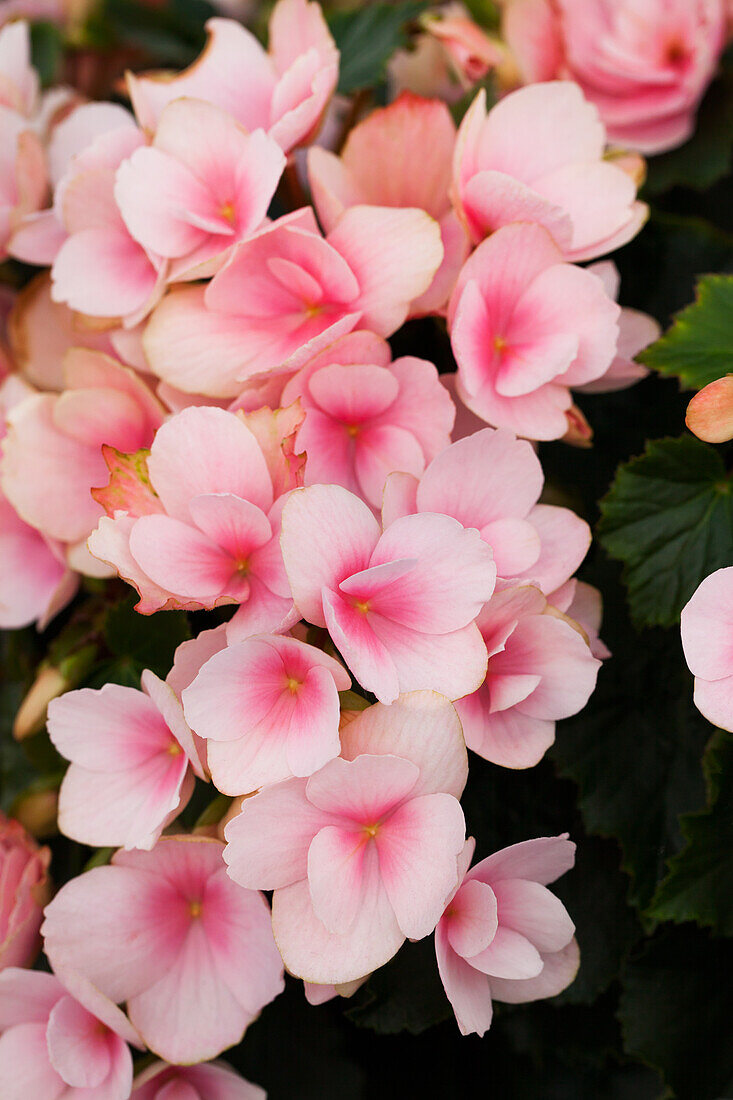 Begonia betulia 'Light