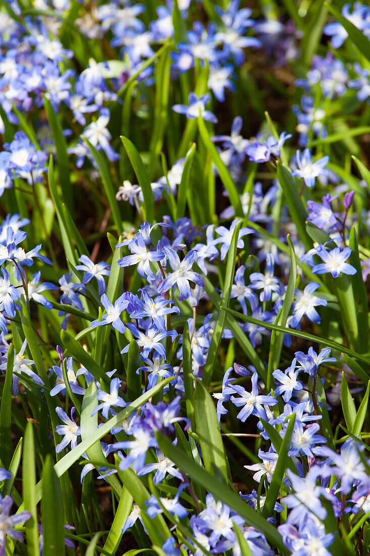 Chionodoxa forbesii