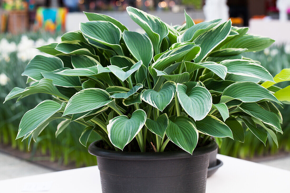 Hosta 'Tom Schmid'