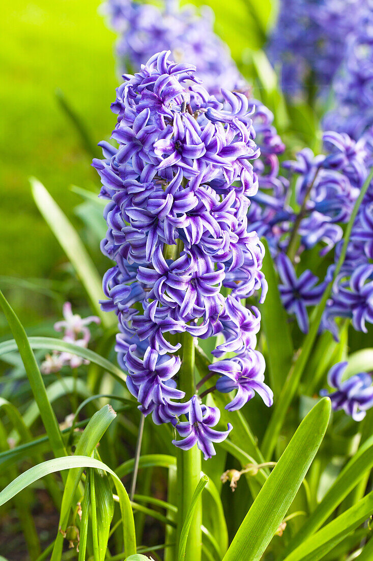 Hyacinthus orientalis 'Blue Jacket'