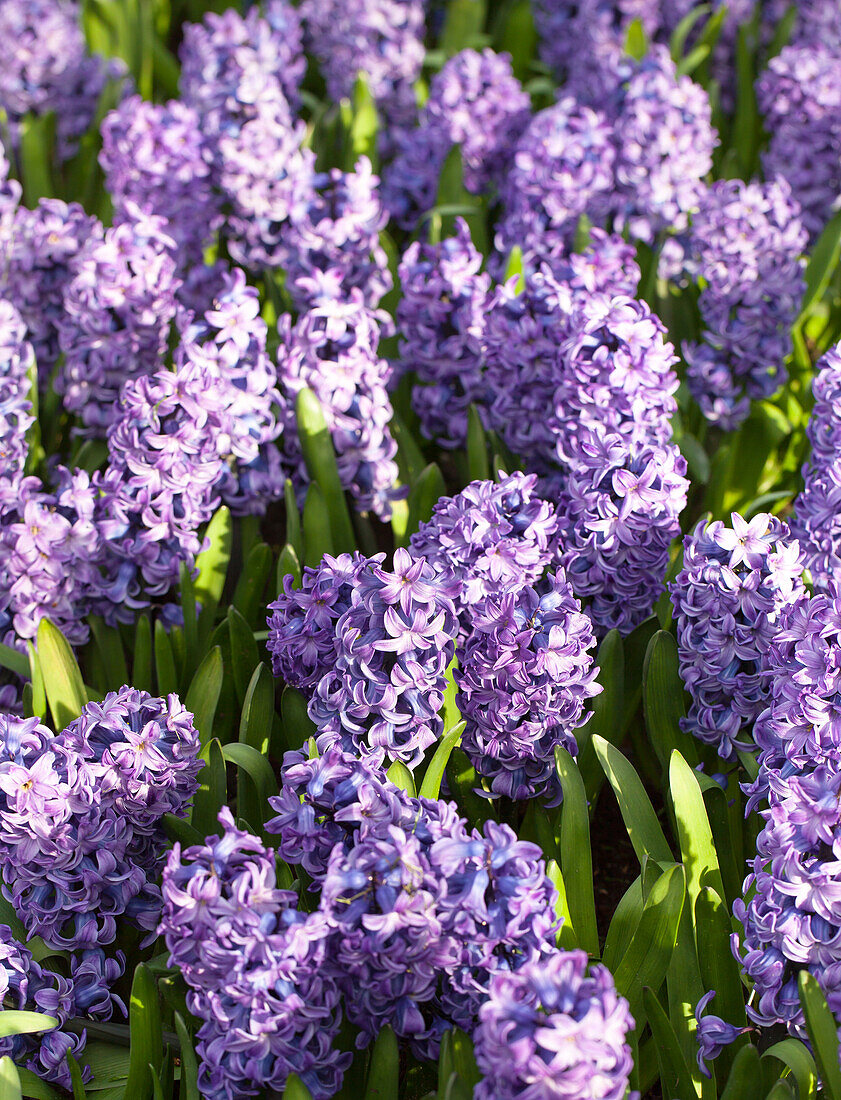 Hyacinthus 'Blue Star'