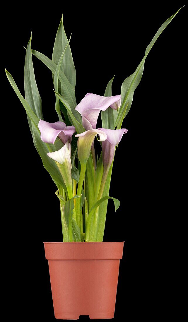 Zantedeschia aethiopica