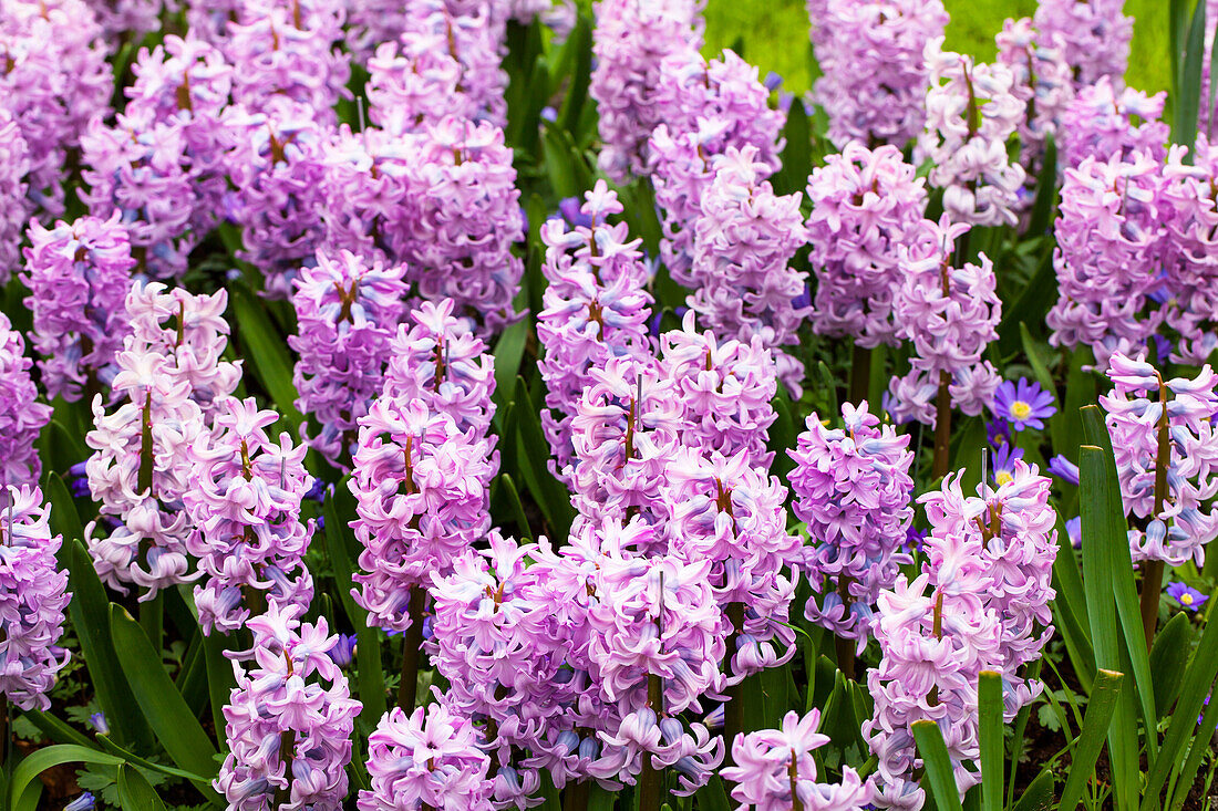 Hyacinthus orientalis 'Top Hit'