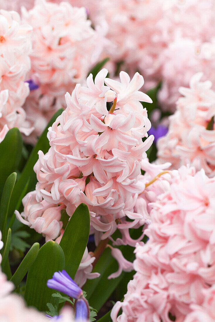 Hyacinthus China Pink