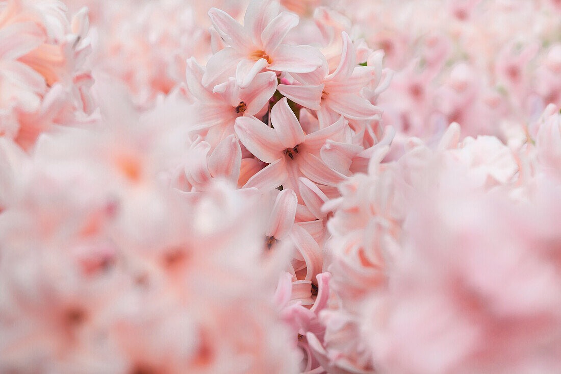 Hyacinthus 'China Pink'