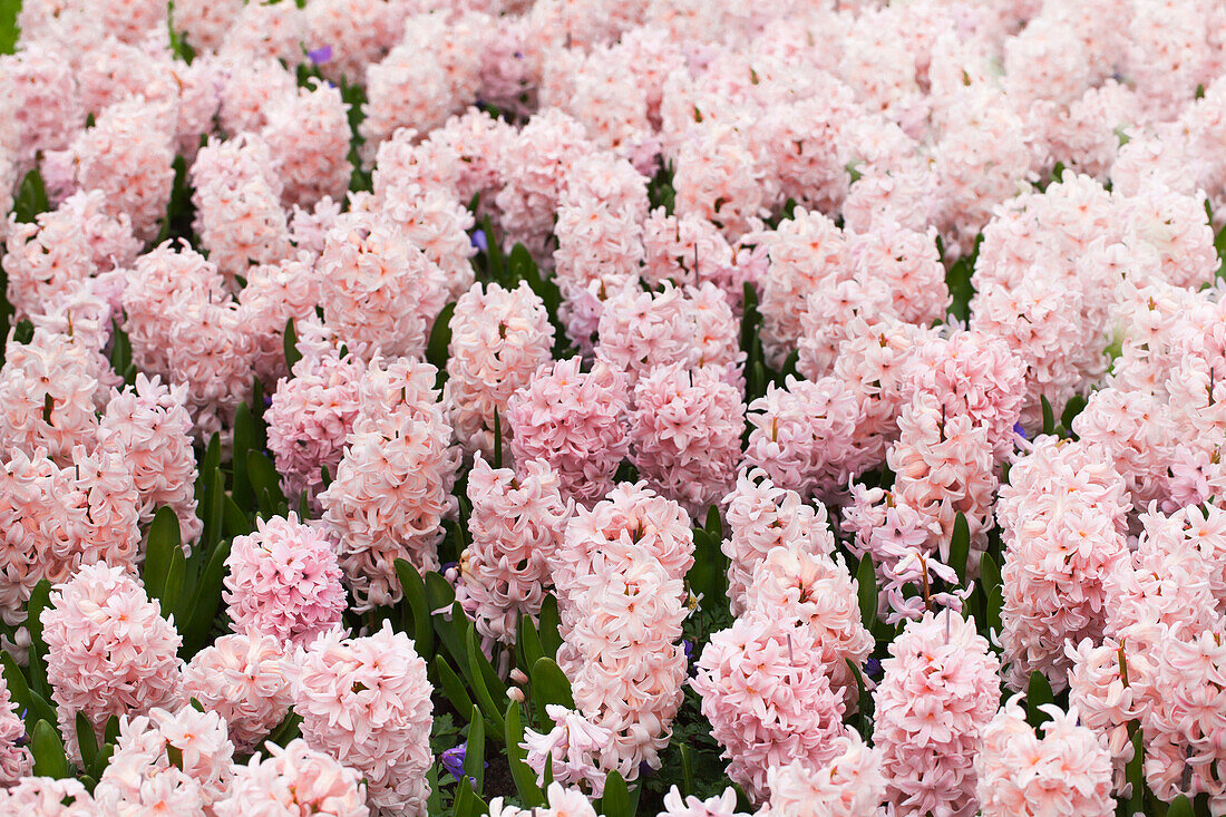 Hyacinthus 'China Pink'