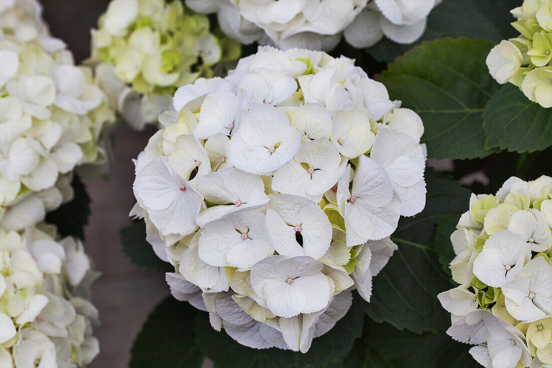 Hydrangea macrophylla 'Clarissa'