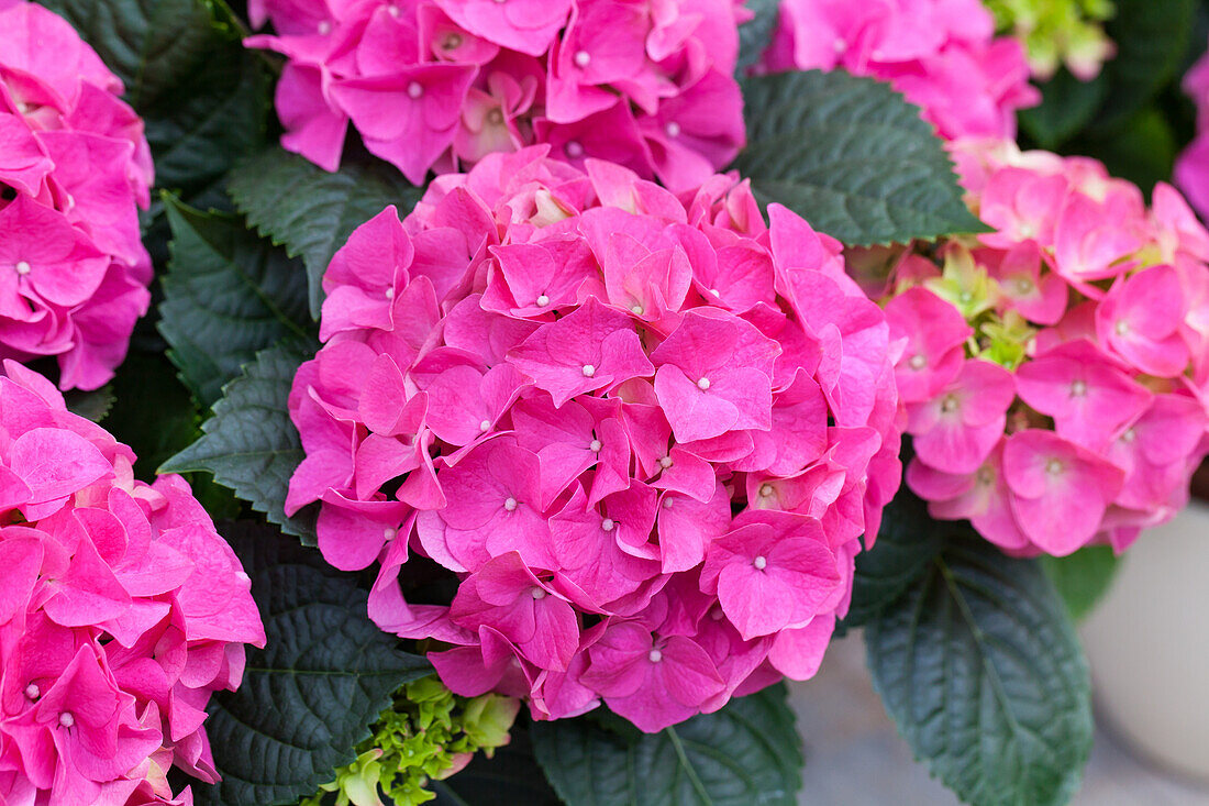 Hydrangea macrophylla 'Early Blue Rose' (s)