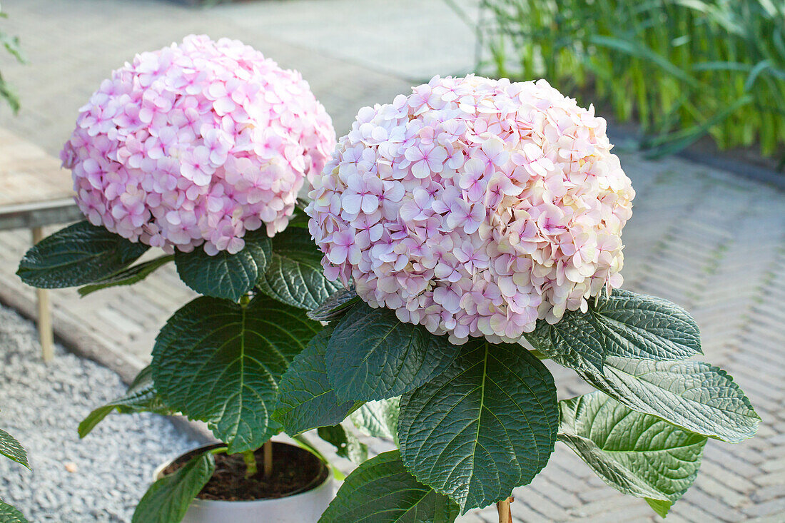 Hydrangea macrophylla 'Avantgarde'