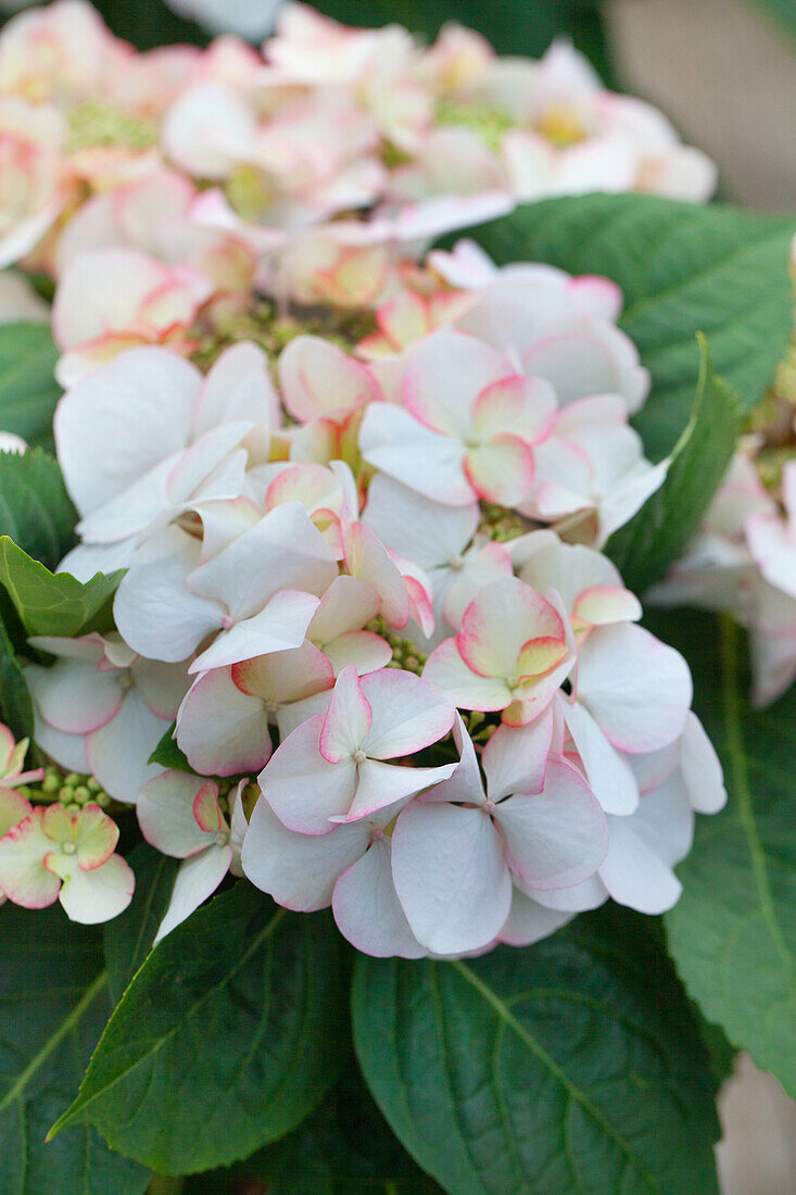 Hydrangea macrophylla 'Snow'