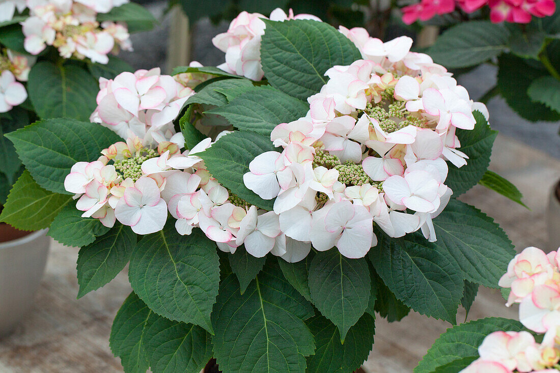 Hydrangea macrophylla 'Snow'