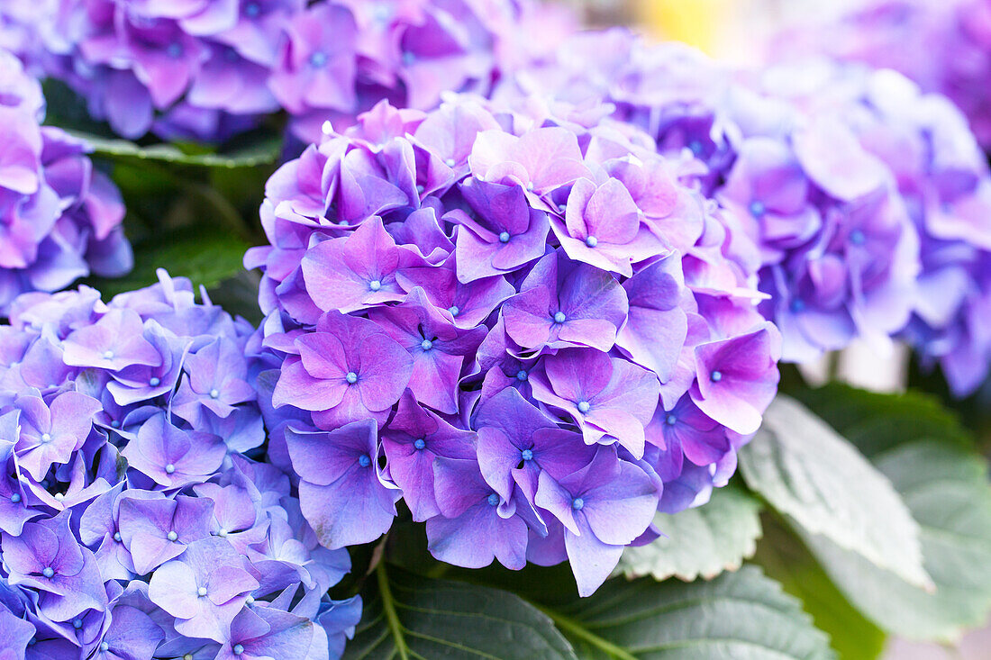 Hydrangea macrophylla 'Renate Steiniger'