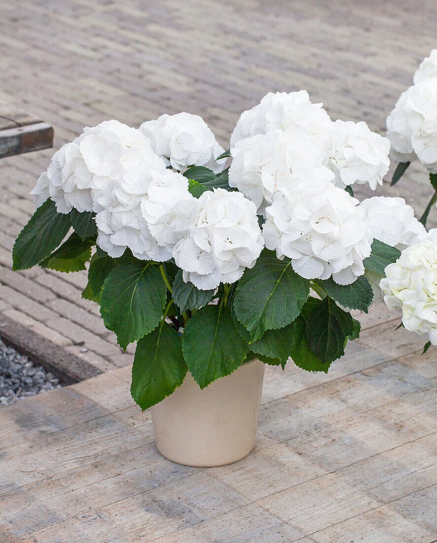 Hydrangea macrophylla 'Schneeball'(s)