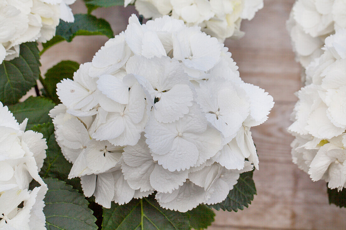 Hydrangea macrophylla 'Schneeball'(s)