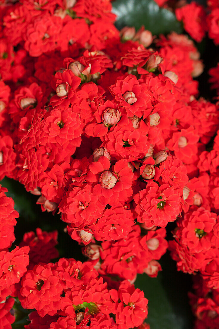 Kalanchoe blossfeldiana Don Juan