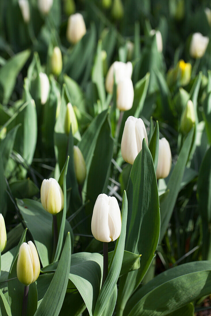 Tulipa 'White Flag