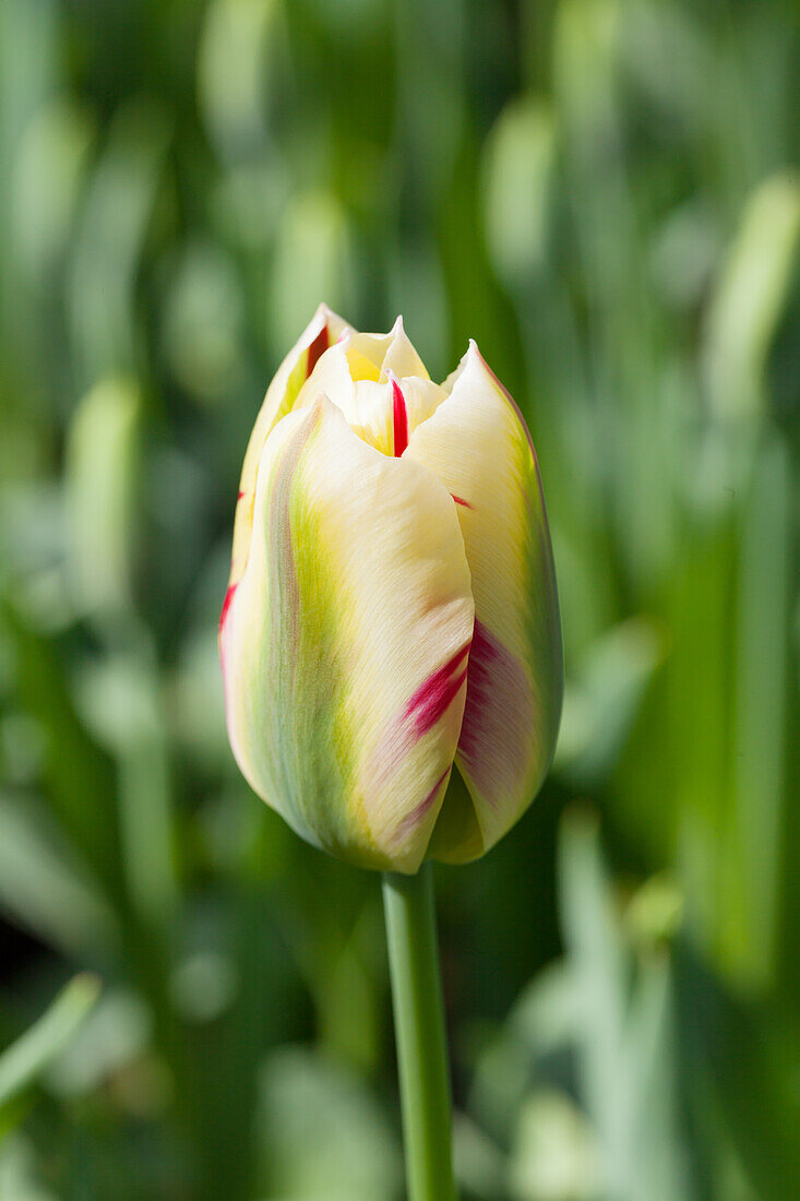 Tulipa viridiflora 'Flaming Springgreen'