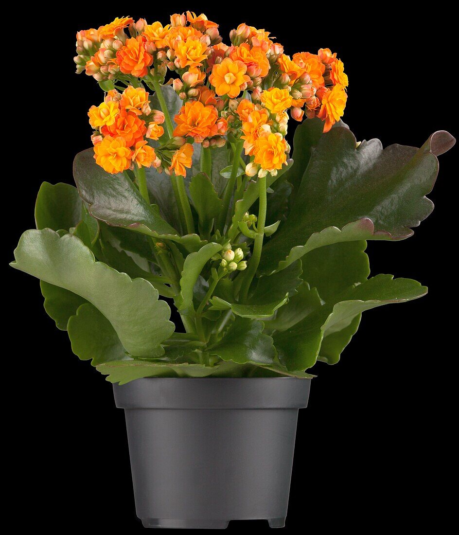 Kalanchoe blossfeldiana 'Calandiva'®