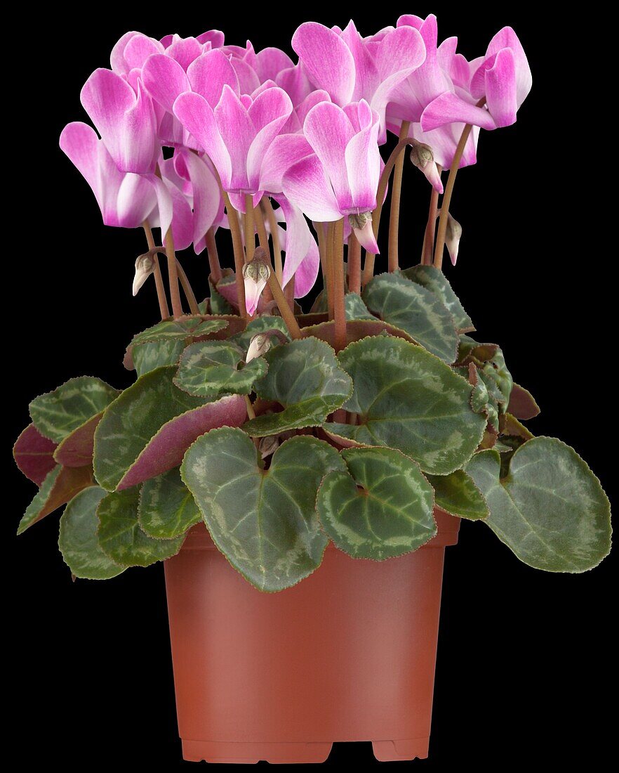 Cyclamen persicum