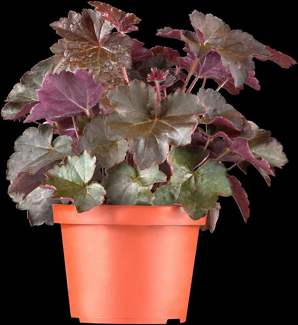 Heuchera micrantha 'Palace Purple'