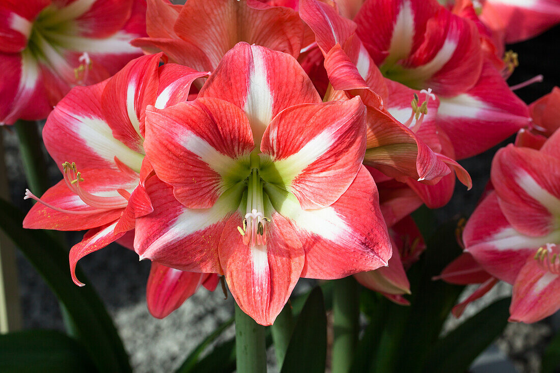 Hippeastrum 'Avanti'