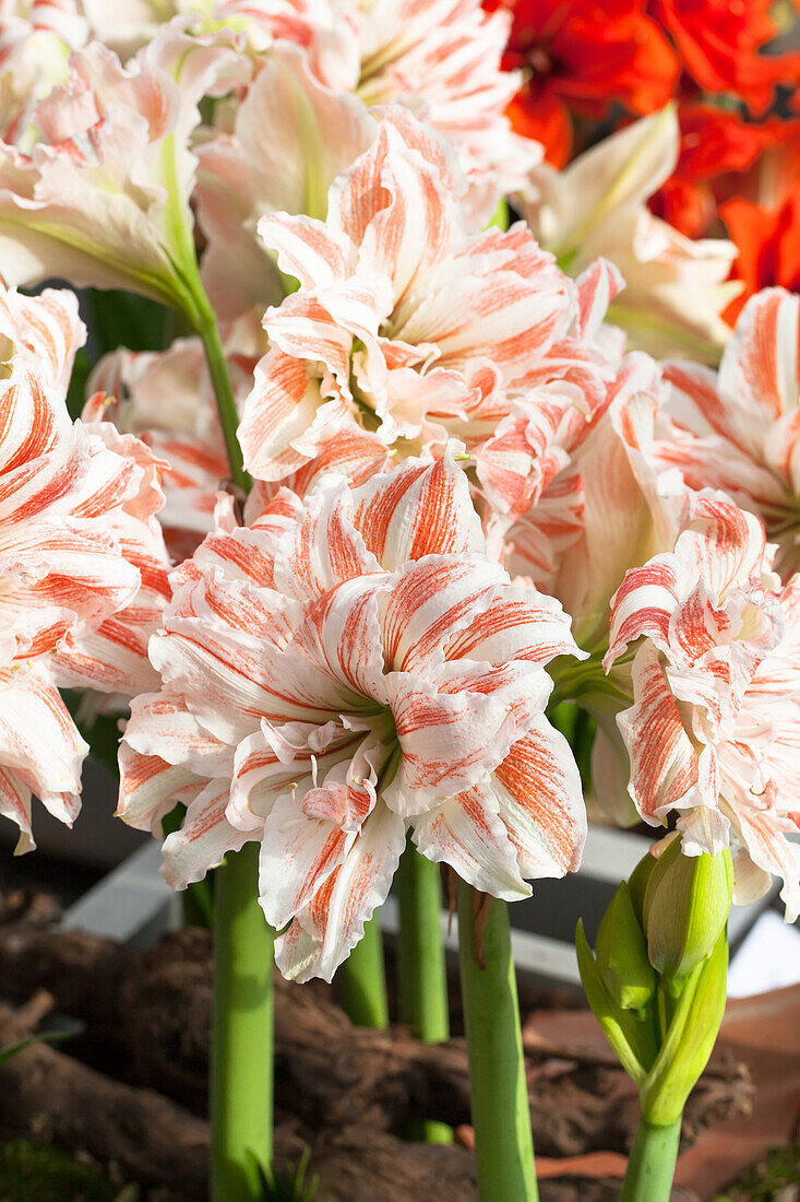 Hippeastrum 'Dancing Queen®'