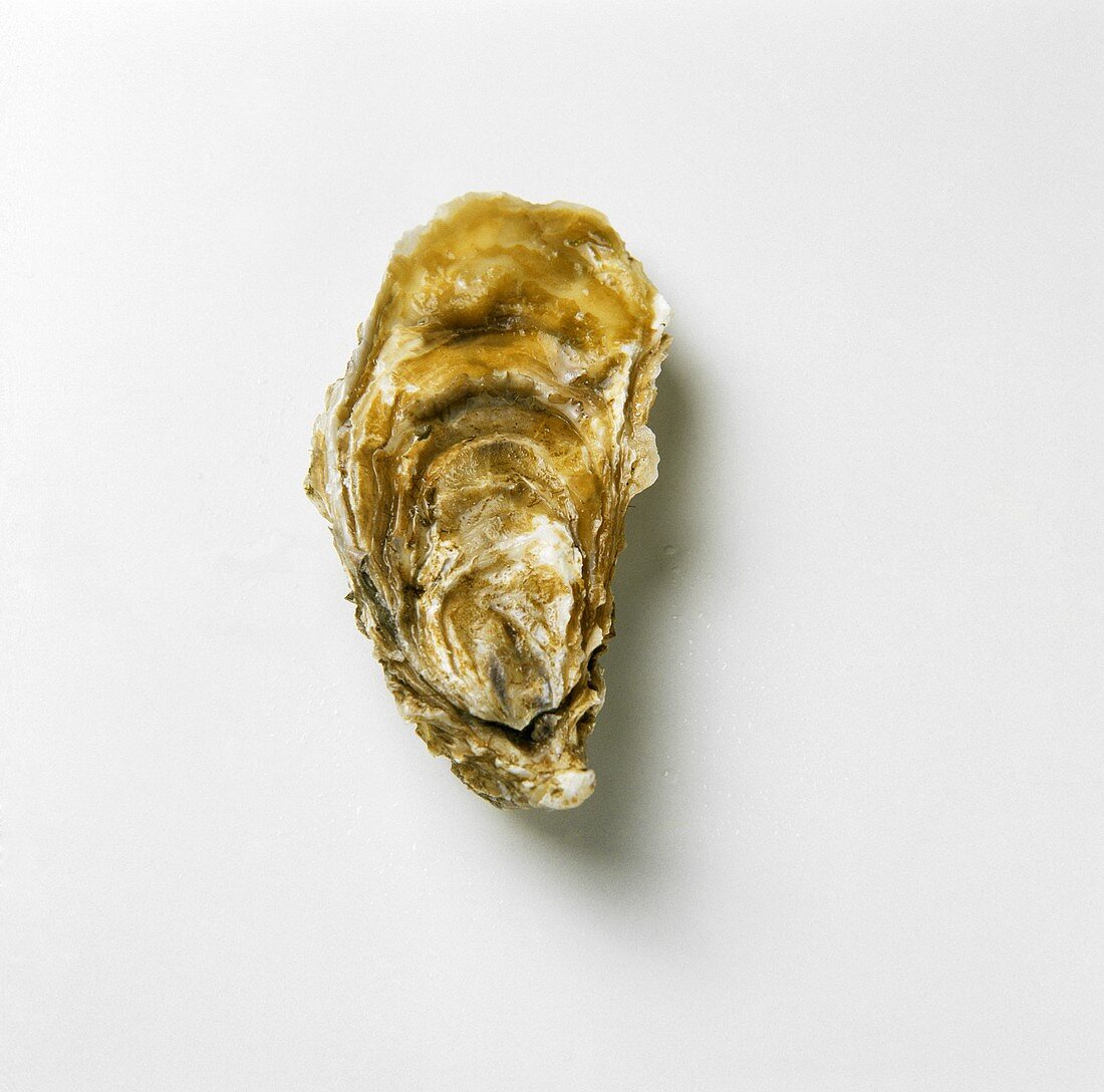 An oyster - Fines de Claires