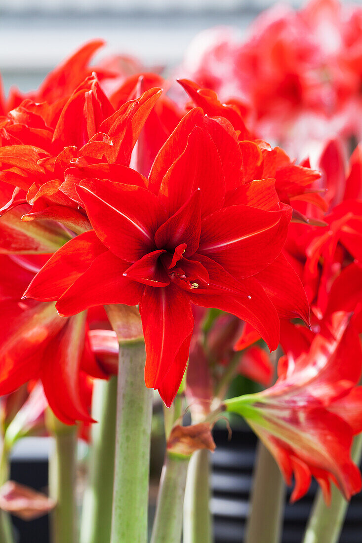 Hippeastrum Double Delicious