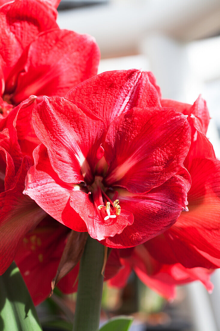 Hippeastrum 'Hercules'