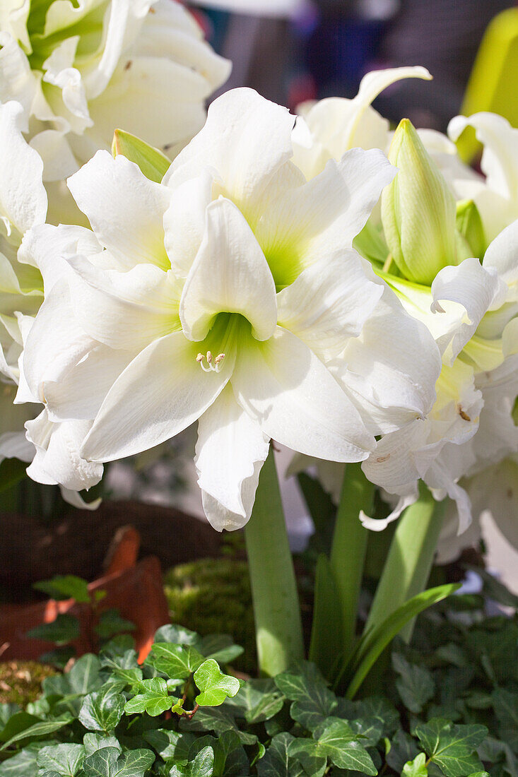 Hippeastrum Ice Queen