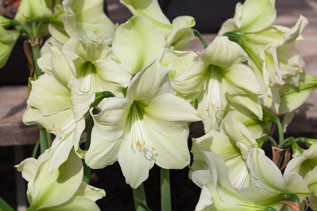 Hippeastrum 'Magic Green'