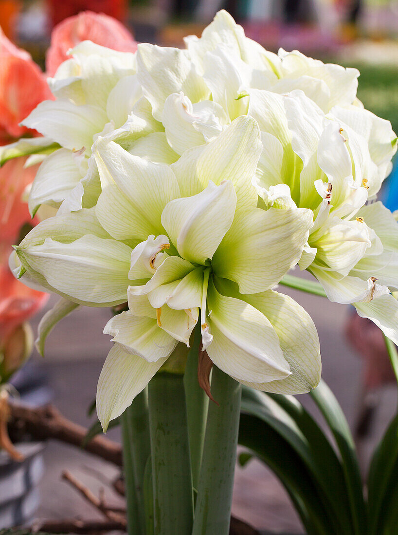 Hippeastrum 'Marilyn'