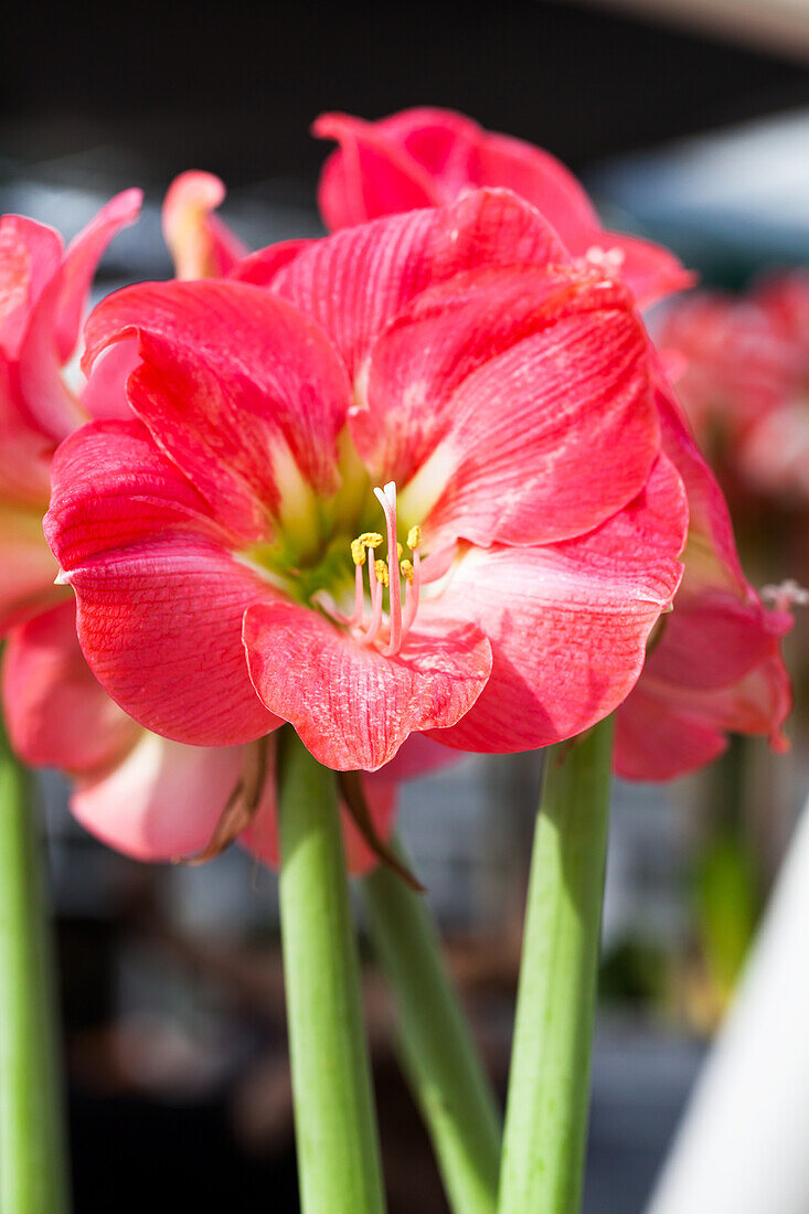 Hippeastrum 'Susan'