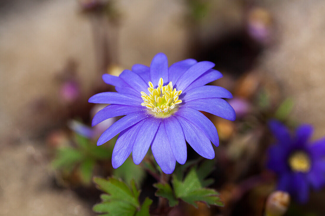 Anemone blanda Blue Shades