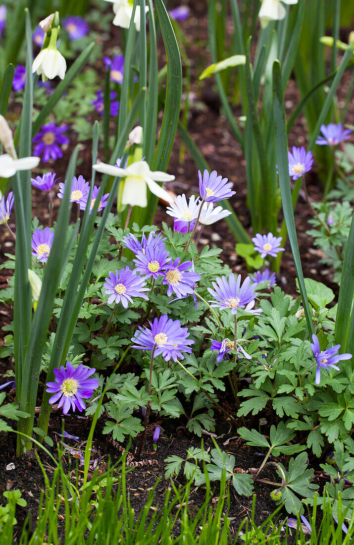 Anemone blanda 'Blue Shades'