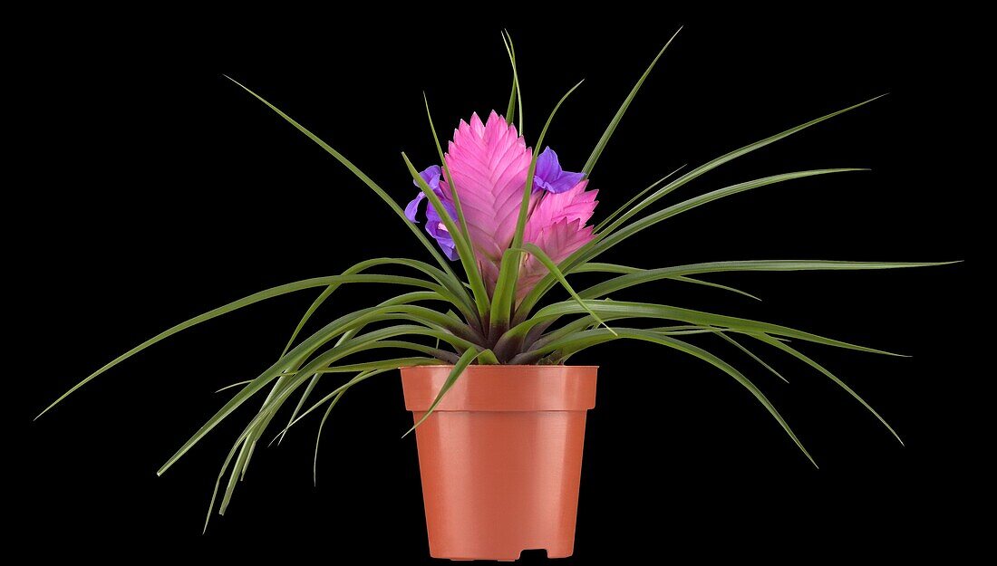 Tillandsia cyanea