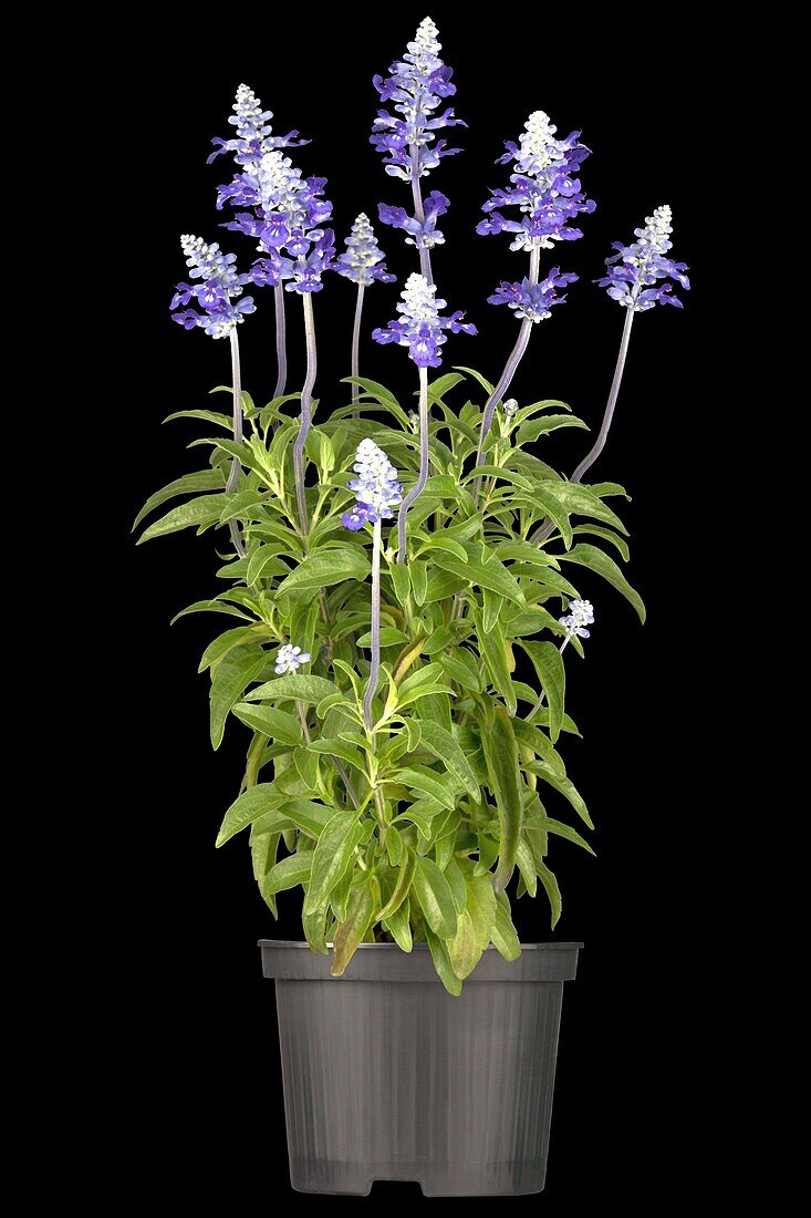 Salvia superba