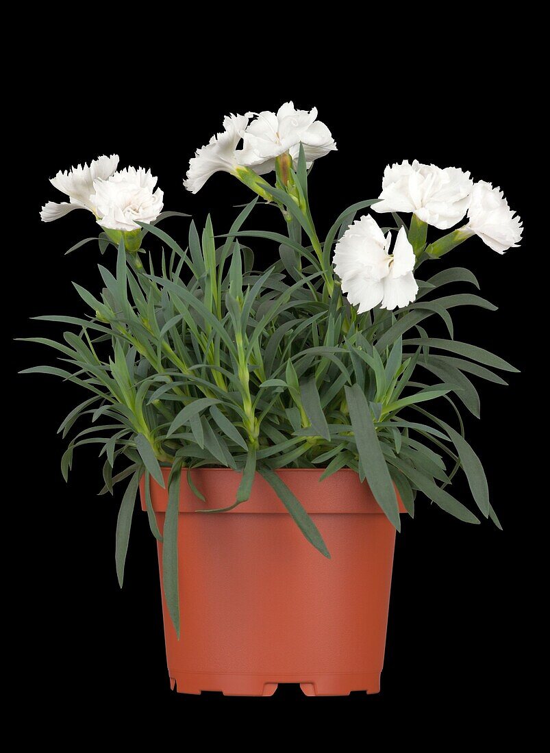 Dianthus caryophyllus