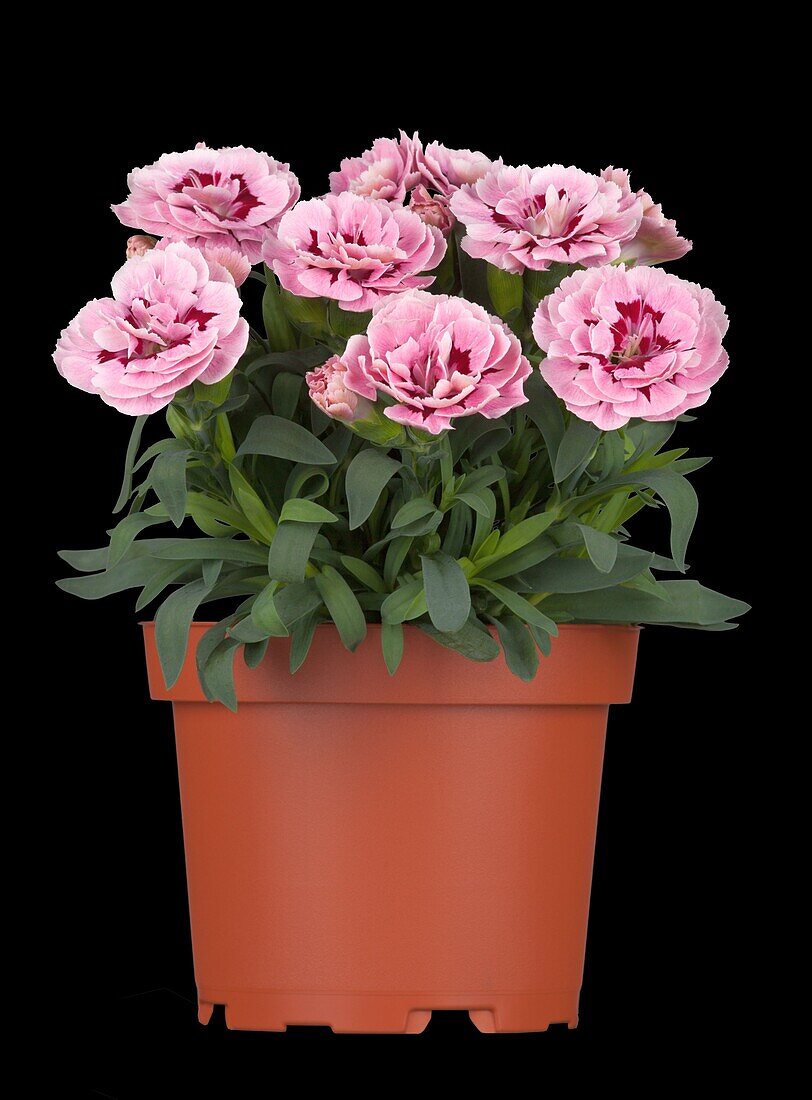 Dianthus caryophyllus, pink