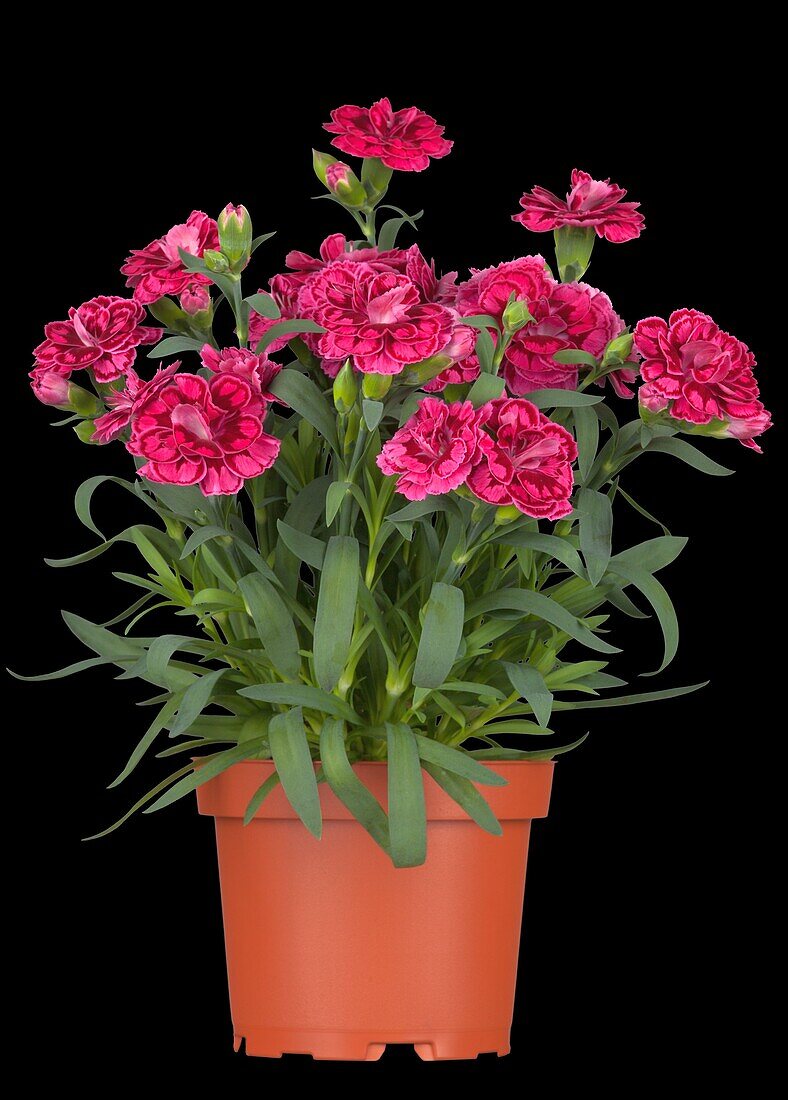 Dianthus caryophyllus