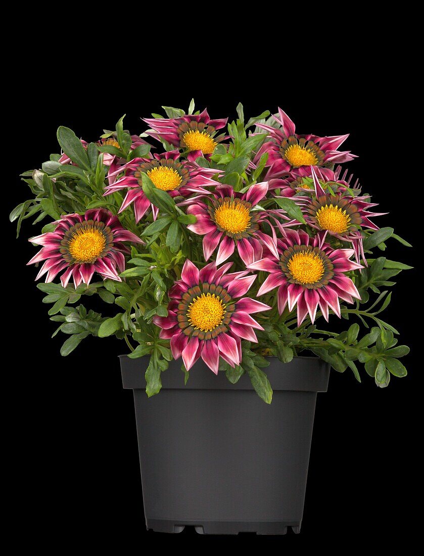 Gazania rigens