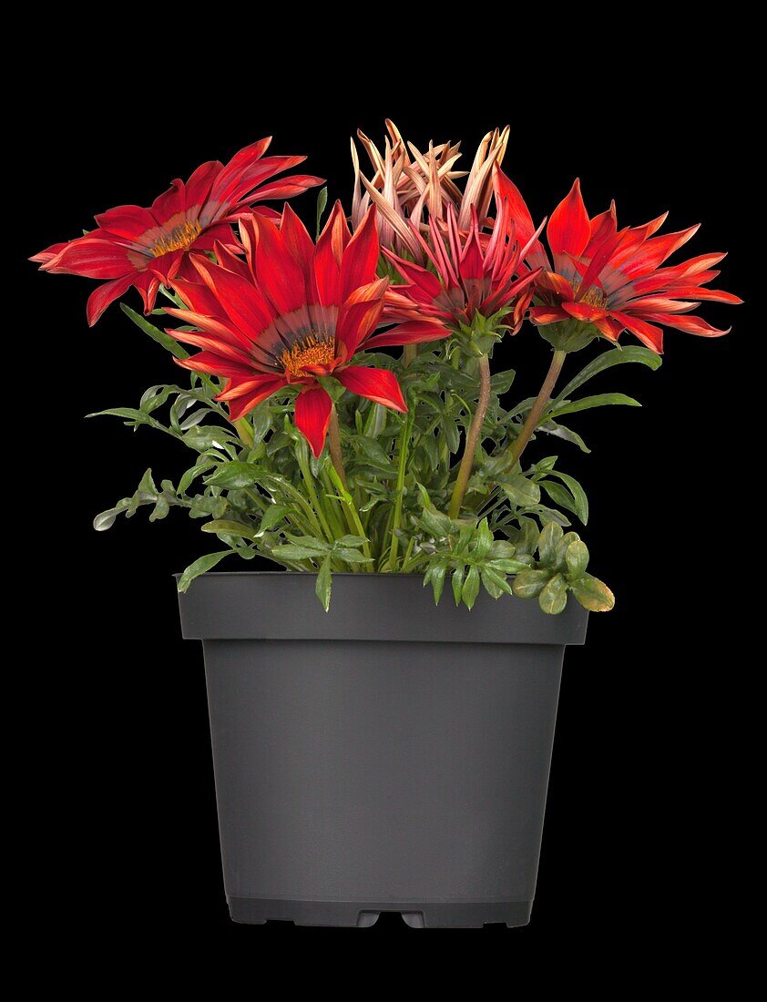 Gazania rigens