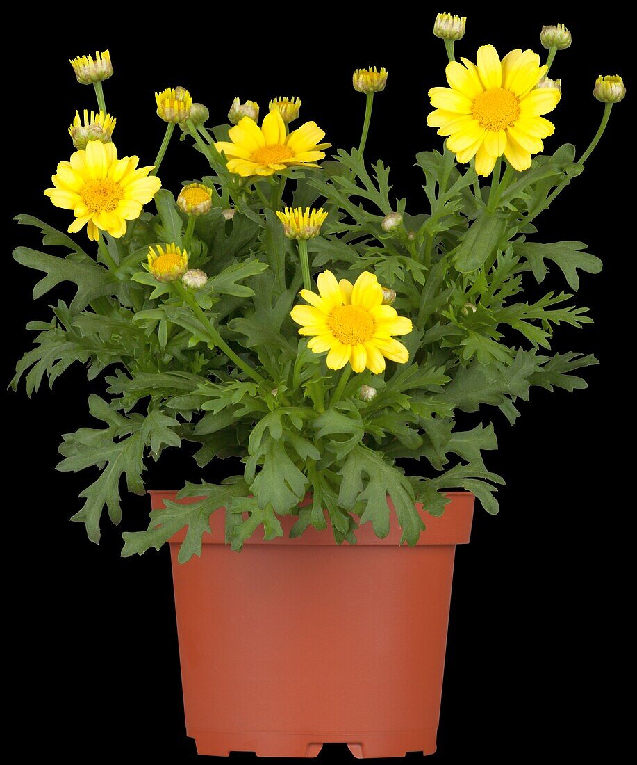 Argyranthemum frutescens, gelb