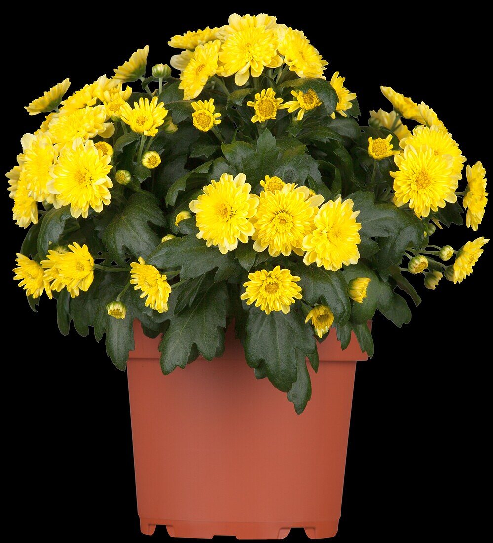 Chrysanthemum indicum Garden Mums