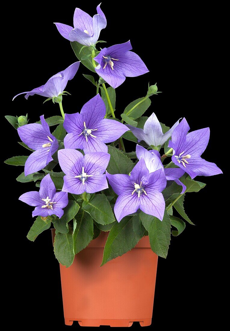 Platycodon grandiflorus