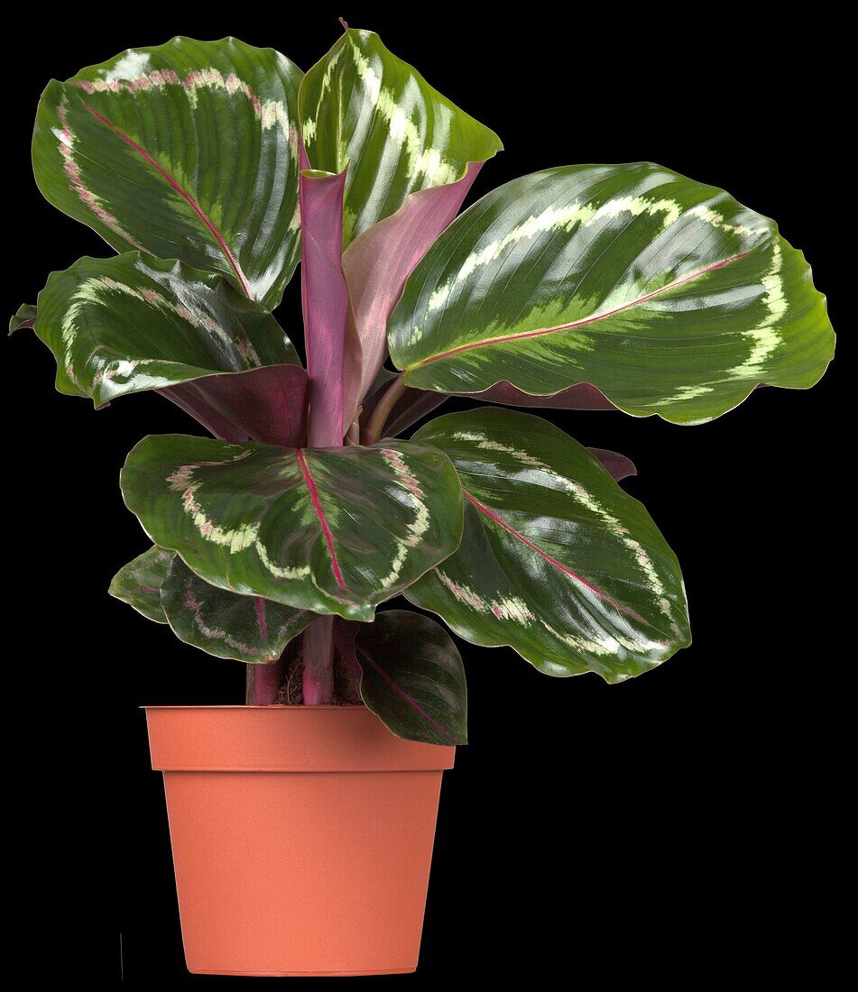 Calathea