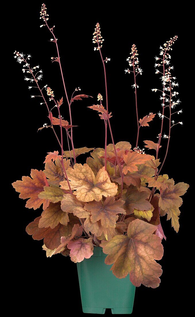 Heucherella 'Sweet Tea'®