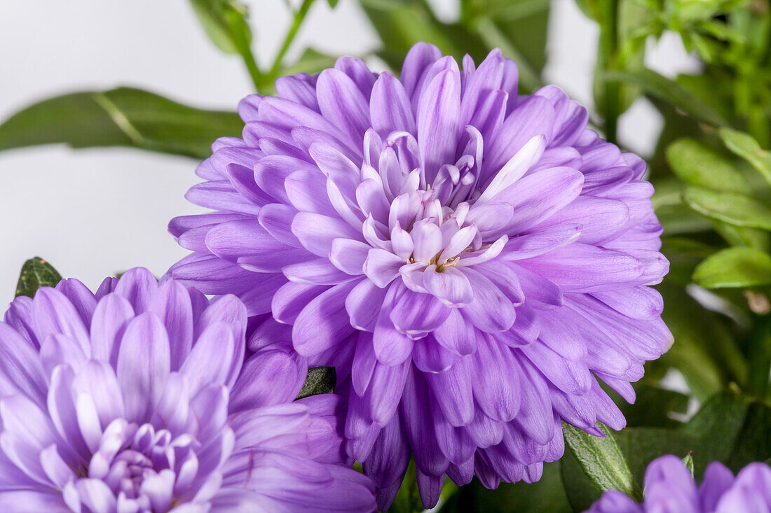 Aster novi-belgii 'Carnival'