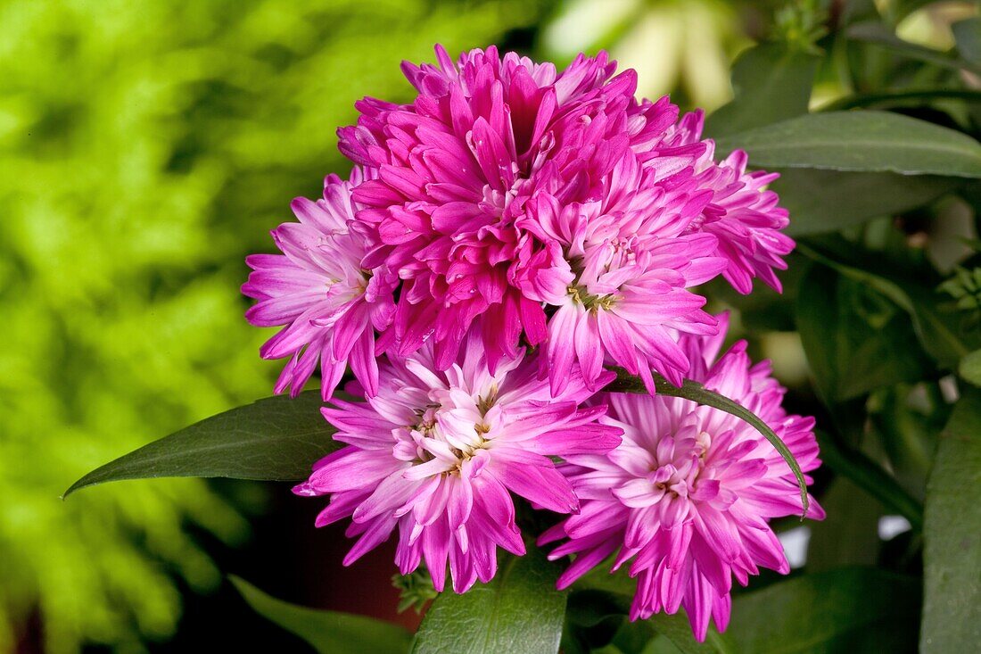 Aster novi-belgii 'Carnival'